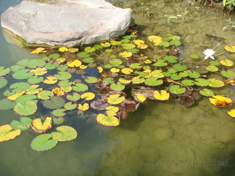Western Michigan [2009] 278.JPG - Scenes from Frederik Meijer Gardens & Sculpture Park.